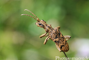 Rhagium sycophanta